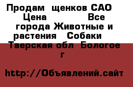 Продам ,щенков САО. › Цена ­ 30 000 - Все города Животные и растения » Собаки   . Тверская обл.,Бологое г.